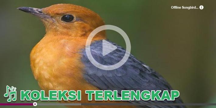 19+ Burung anis biru terupdate