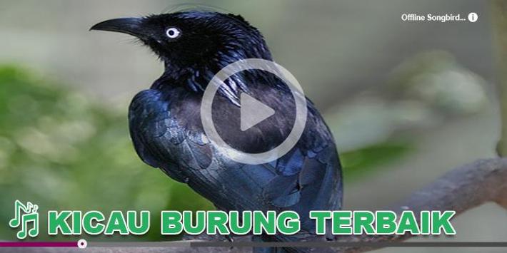 Kicau Burung Masteran Awar For Android Apk Download