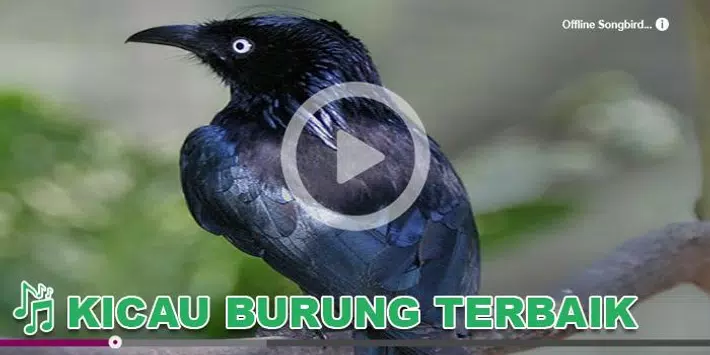 Kicau Burung Masteran Awar for Android - APK Download