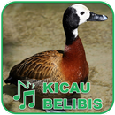 Kicau Burung Masteran Belibis-APK