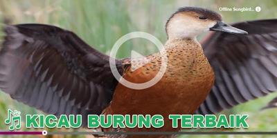 Kicau Burung Masteran Belibis Affiche