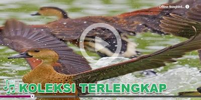 Kicau Burung Masteran Belibis Ekran Görüntüsü 1