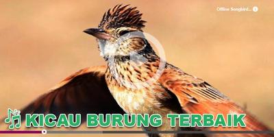 Kicau Burung Masteran Branjangan โปสเตอร์