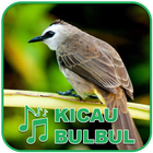 Kicau Burung Masteran Bulbul simgesi