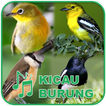 Suara Burung Kicau Gratis