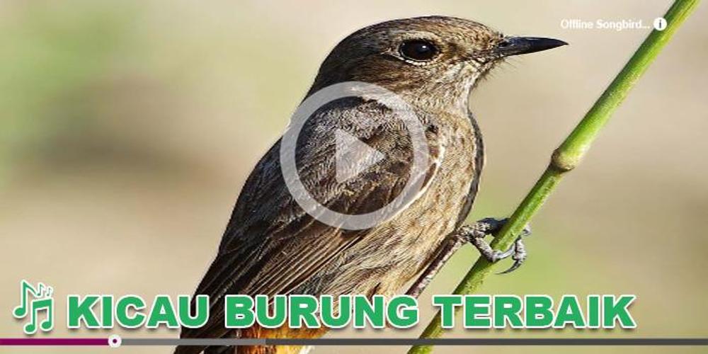 Kicau Burung Masteran Decuå®‰å