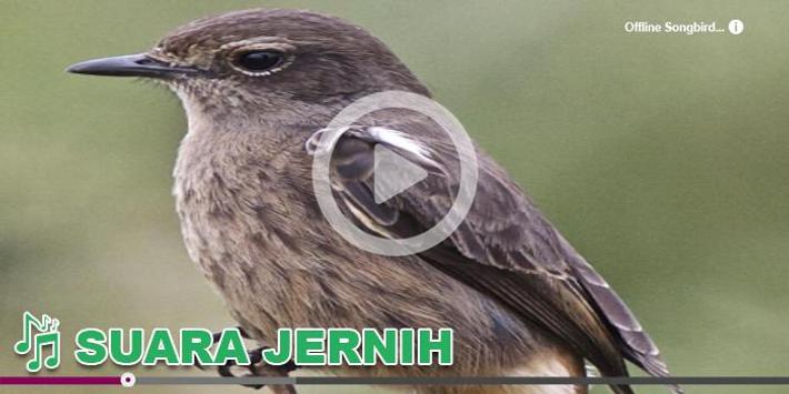Kicau Burung Masteran Decu For Android Apk Download