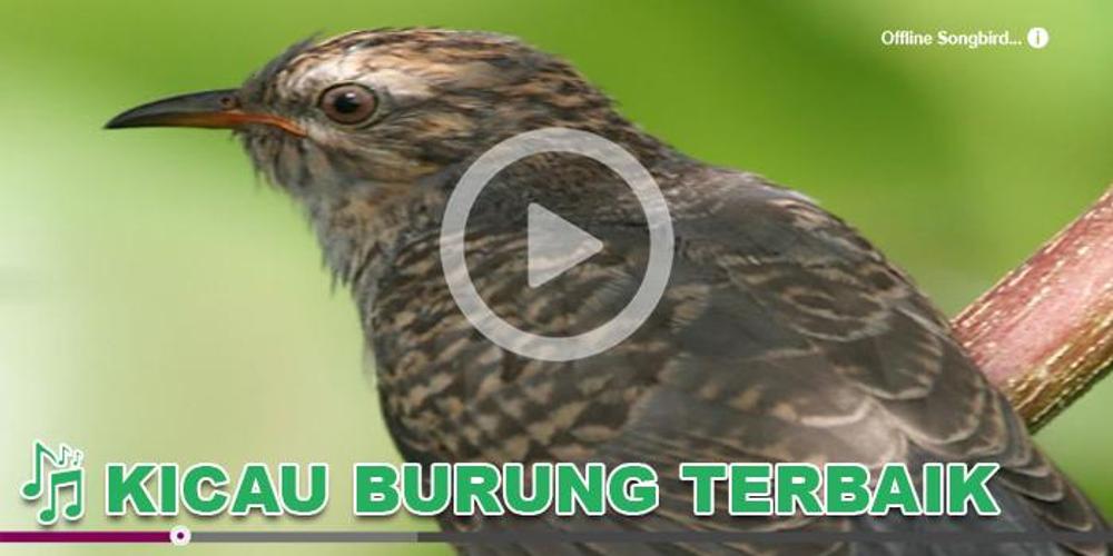 Kicau Burung Masteran Emprit For Android Apk Download