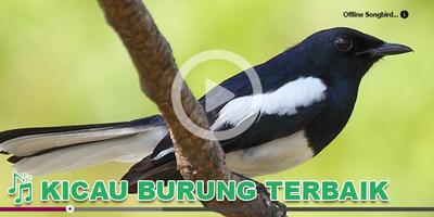 Kicau Burung Masteran Kacer imagem de tela 3