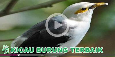 برنامه‌نما Kicau Burung Masteran Jalak عکس از صفحه