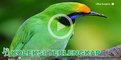 Kicau Burung Masteran Juara Ekran Görüntüsü 1