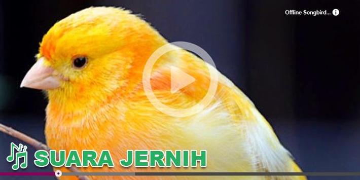 Suara Burung Om Kicau For Android Apk Download