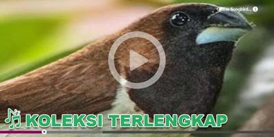 Suara Burung Om Kicau Ekran Görüntüsü 3