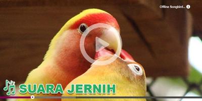 Kicau Burung Masteran Lovebird 截圖 2