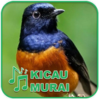 Kicau Burung Masteran Murai أيقونة