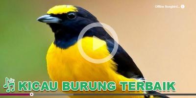 Kicau Burung Masteran Murai تصوير الشاشة 3