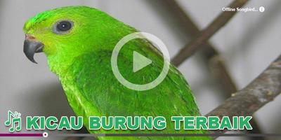 Kicau Burung Masteran Serindit plakat