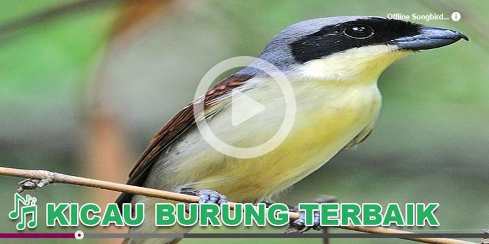 Kicau Burung Masteran Pentet For Android Apk Download