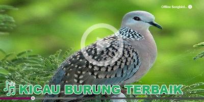 Kicau Burung Masteran Perkutut-poster