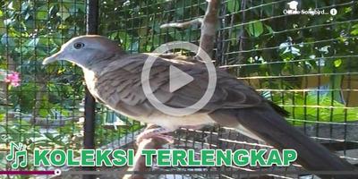 Kicau Burung Masteran Perkutut 截图 1