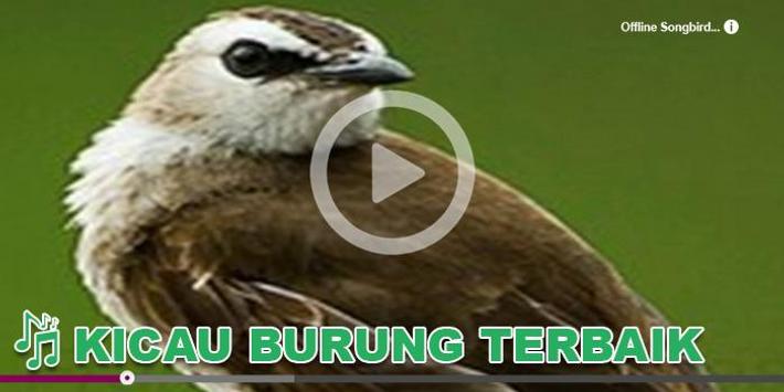Kicau Burung Masteran Trucukan For Android Apk Download