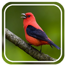 Birds Sounds Relax and Sleep APK