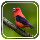 Birds Sounds Relax and Sleep icon