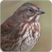 Sound Of Sparrow : Sparrow Sound and Sparrow Song
