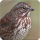 Sound Of Sparrow : Sparrow Sound and Sparrow Song APK