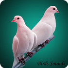 80 Birds Sounds and ringtone 图标