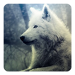 Wolf howl sound Widget