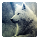 Wolfsgeheul klingen Widget APK