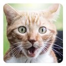 Son minou du chat Widget APK