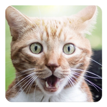 Kedi pisi ses eklendi