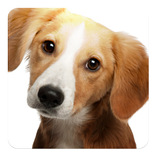 الكلب ينبح الأصوات القطعة