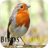 Birds Sounds