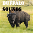 Buffalo Sounds