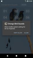 Drongo Bird Sounds screenshot 2