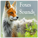 Foxes Sounds APK