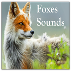 Foxes Sounds أيقونة