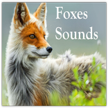 Foxes Sounds
