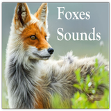 Foxes Sounds icône