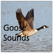 Goose Sounds