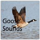 APK Goose Sounds