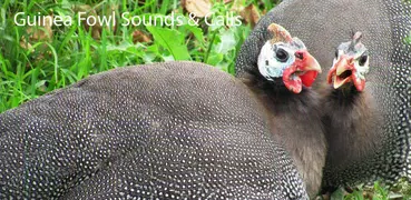 Guineafowl Sounds & Calls