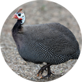 Guinea Fowl Sounds & Calls