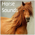 Horses Sounds