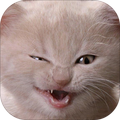 Cat fight Sounds