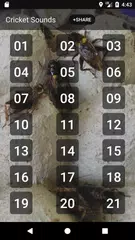 Скачать เสียงจิ้งหรีดต่อ XAPK