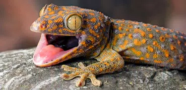 Gecko Sounds